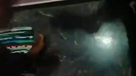 কাম উত্তেজক বড়ো বাং ...