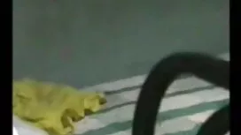 জাপানি, স্বামী ও হিন ...