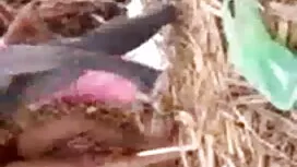রায় এবং ইংলিশ সেকস  ...