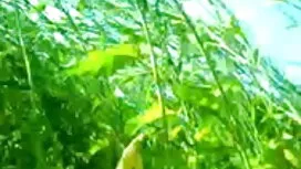 গ্রুপ, ব্লজব, অপেশাদ ...