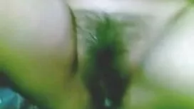 শূকর-চাবুক ইংলিশ সেক ...